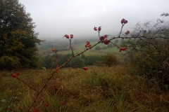 IMG_20201012_112050274