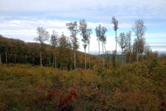 IMG_20201015_100844350