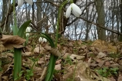 WP_20170310_15_05_27_Pro