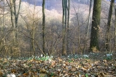 WP_20170310_15_19_19_Pro