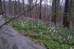 WP_20170330_14_29_38_Pro