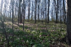 WP_20170331_16_07_57_Pro