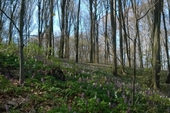 WP_20170331_16_08_12_Pro